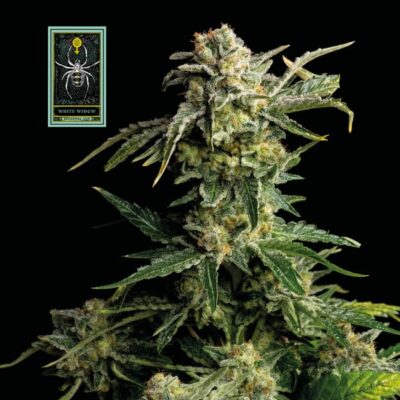Blueberry Feminised Seeds - 10